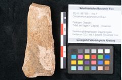 Foto (Objekt + Etikett) von Cinnamomum polymorphum Braun (NHMW-GEO-2024-0188-7999)